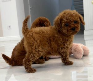 How do I know if poodle puppies for sale are purebred?