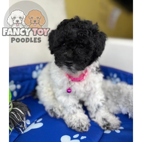 Red And White Black Toy Poodle