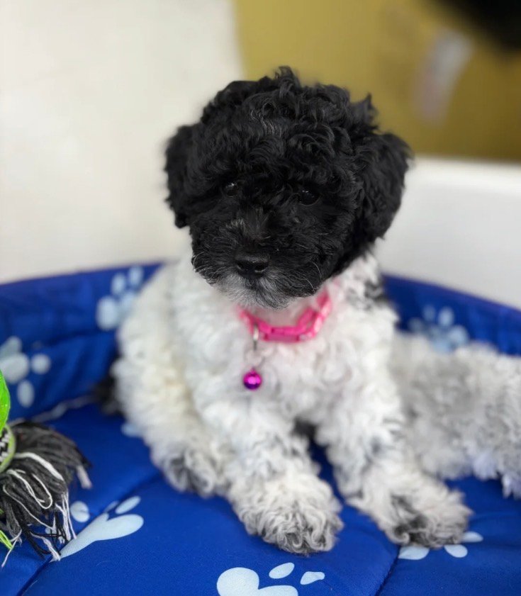 Red And White Black Toy Poodle