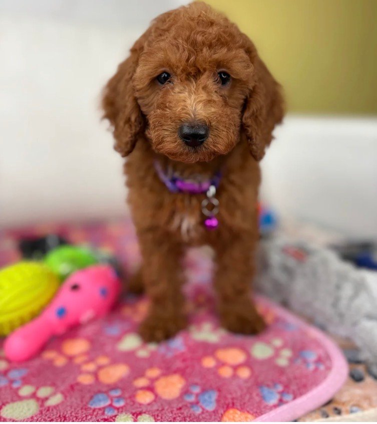 Red Female Mini Poodle