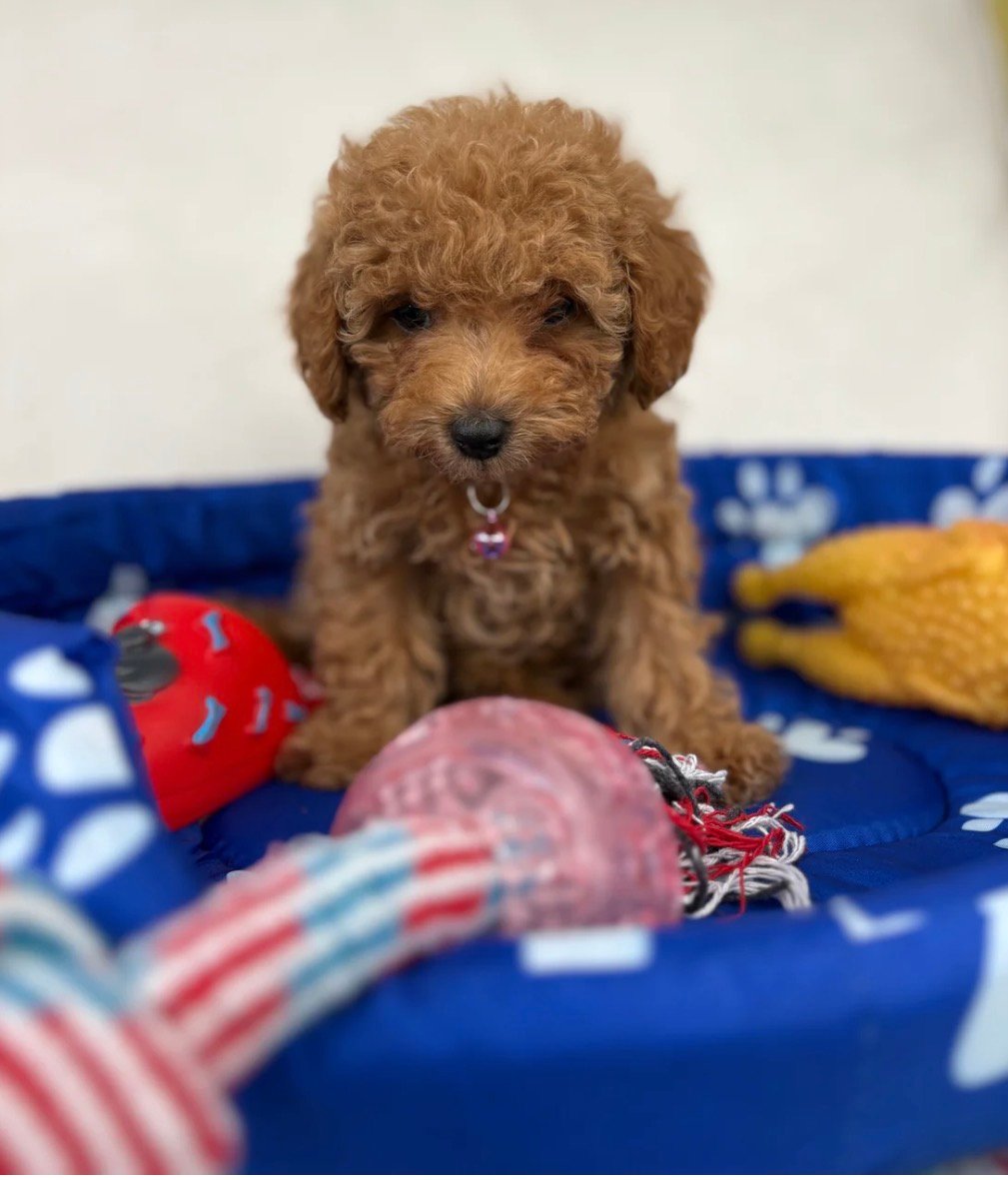Red Female Teacup Poodle