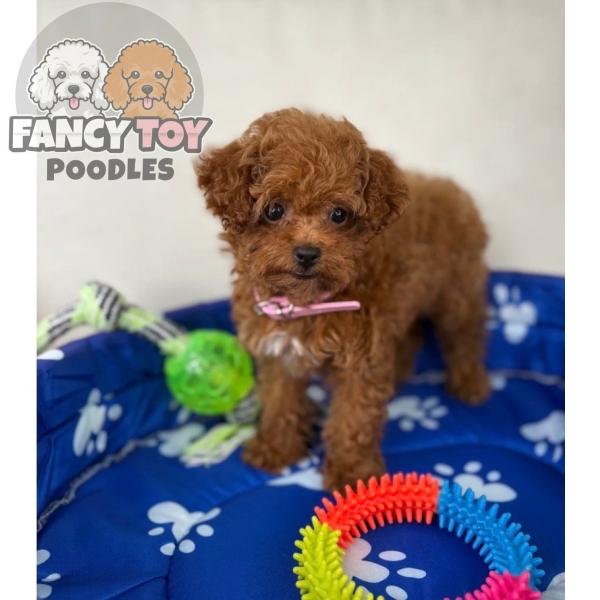 Red Female Teacup Poodle