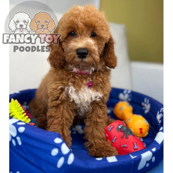 Red Male Miniature Poodle
