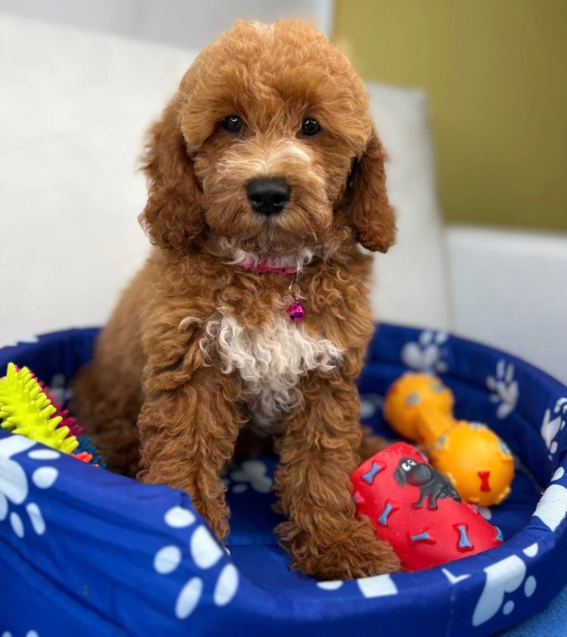 Red Male Miniature Poodle