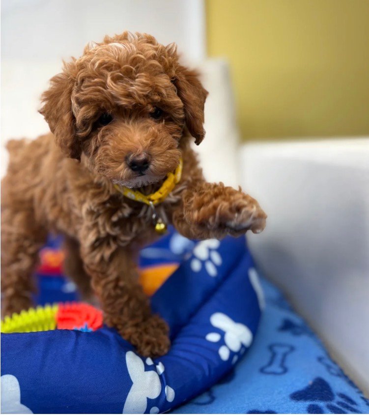 Red Male Toy Poodle