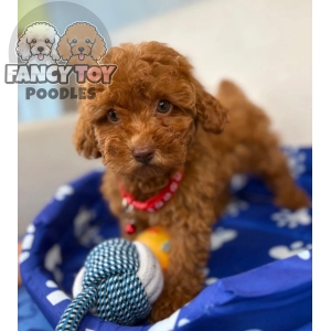 Red Male Toy Poodle