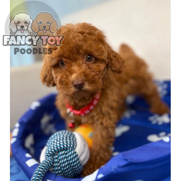 Red Male Toy Poodle