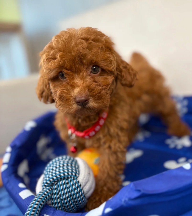 Red Male Toy Poodle
