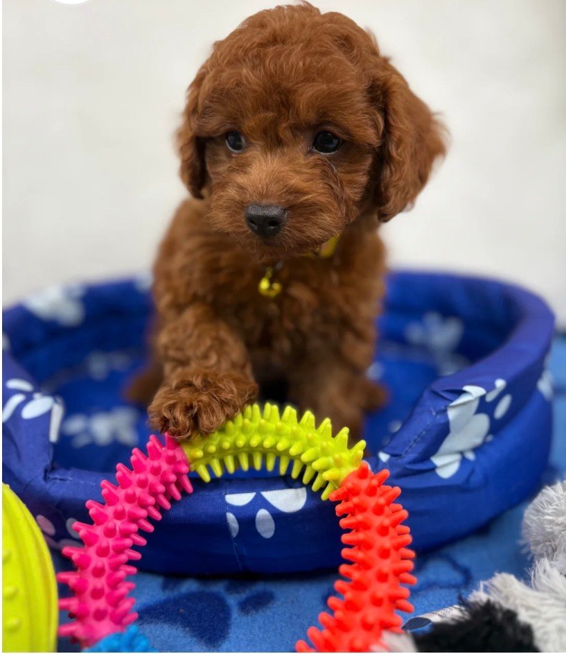 Super Red Female Toy Poodle