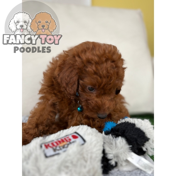 Super Red Male Mini Poodle