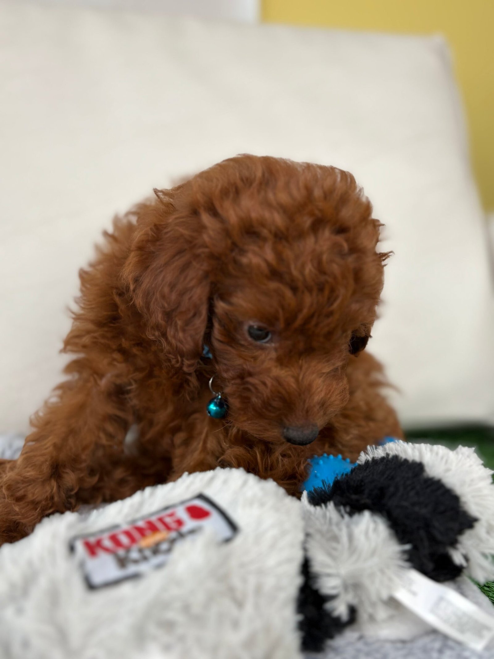 Super Red Male Mini Poodle