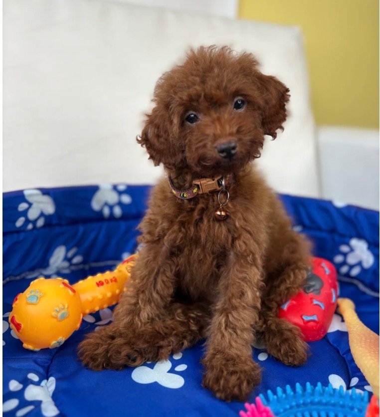Super Red Male Toy Poodle